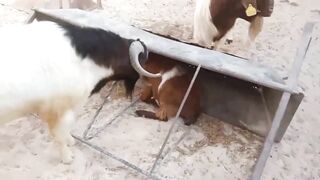 Silly Goat Run 2