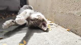 This cute little kitten’s sweetness will win your heart.