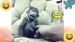 The Best Videos on Funny