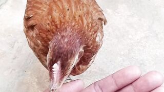 Careful hen
