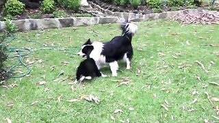 Cutest border collie puppy play ever
