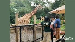 USA Zoo Visit | Kids Enjoyment | WOW ???? Soo Big Tiger ????????