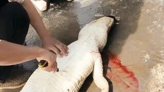 Amazing Fillet Crocodile ????