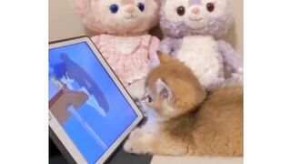 Cats funny video