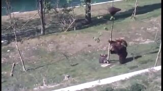 TOP 5 Best bear videos. Bear fun. TOP 5 best video Funny video