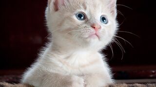#cat #animals #pet.