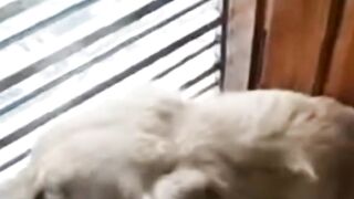 shorts heart waves comparation with My golden retriever dog ❤️❤️