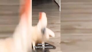 Videos engraçado