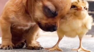 cute dog with hen