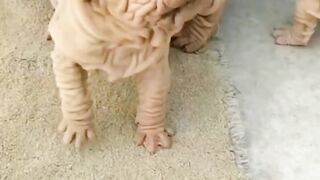Bulldog