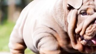 Big bulldog