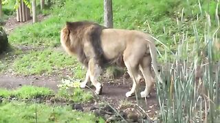 Lion Beautiful
