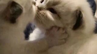 Sweet cats loving ealth other????????