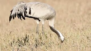 Crane Vedio