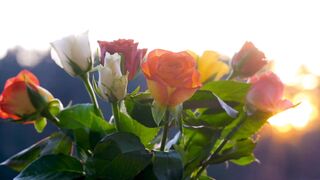 Multi color roses for beautiful people