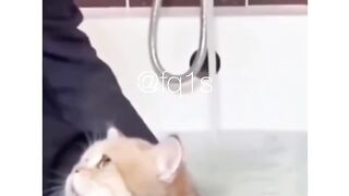 Amazing cat