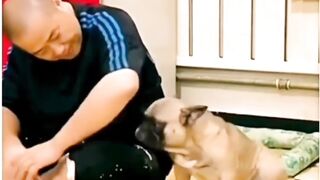 Very Smart Dog