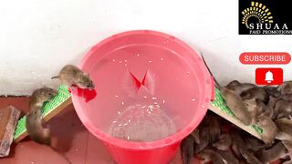 Best honey trap for the rats