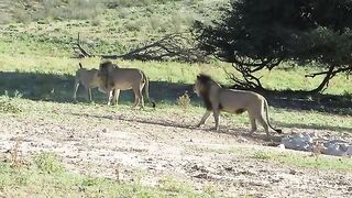 Lion  Vedio