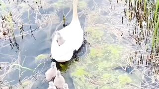 Beautiful duck and chicks
