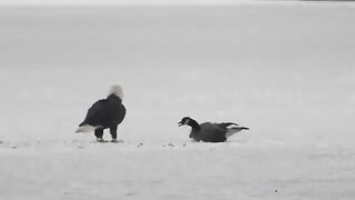 Eagle Vedio