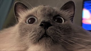 Funny animals - Funny cats / dogs - Funny animal videos