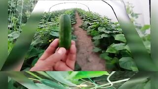 union Agro Cocumber Crop