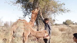 Camel ride video by kids | how to ride a camel