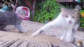 Beautiful cat part2