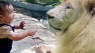 Lion kids and children