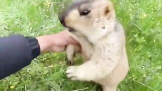 MARMOTA PAY for my SERVICES❕ ????????????