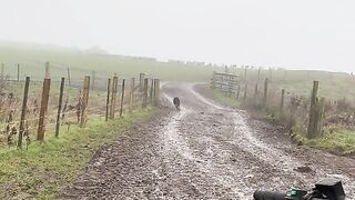 Inteligent Dog Work In Form