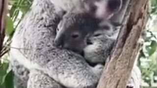 cute animals