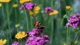 Nature beauty