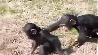 Funny animal