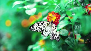 nature beauty