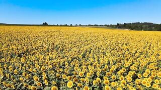 #SunFlower