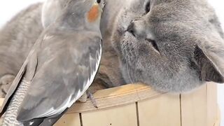 cat and parrot