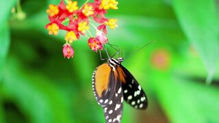 butterfly beauty