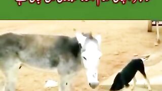 Best Funny the donkey kicked the dog