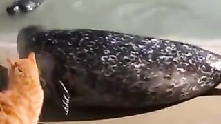 Funny cat video compilation????