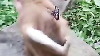 funny video of monkey #funny