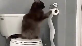 Cats at their finest ????