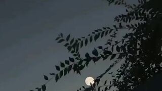 Urdu poetry short video clip.