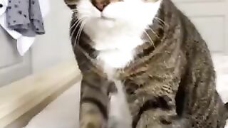 Funny cats???? small compilation