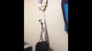 Funniest Animals | Best Funny Animal videos