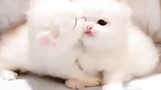 Kittens Love viral video