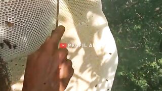 Honey at my village