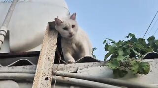 The Angry White Cat got mad at me because I brought another cat home.