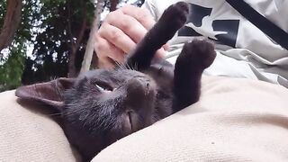 Orphaned Street Kitten Mistook Me for Its Mom and Took Refuge in My Lap.